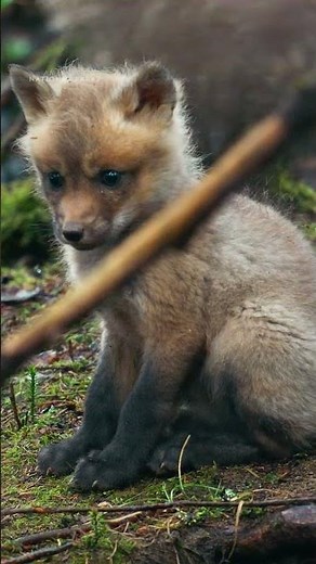 Adventure is out there! And these baby red foxes have clearly found it 🦊😂