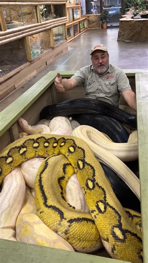 I’m in a pit full of massive pythons and there’s only one way out. Every move matters as I carefully relocate these powerful snakes and keep my focus in the middle of controlled chaos. This is what it’s really like working hands on with giant pythons face to face. Watch till the end to see how it all plays out. 🐍🔥 Don't worry my cameramen are all in good shape! 😅I'm a little nervous for myself. I have to move one of the snakes that bit me earlier! #snakes #prehistoric #bigsnakes #Python #Gian