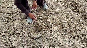 16 reactions | Corn planting techniques | how to grow corn #corncaltivation #maizecaltivation #corncaltivation #maimedcaltivation | Home Gardening UK | Facebook