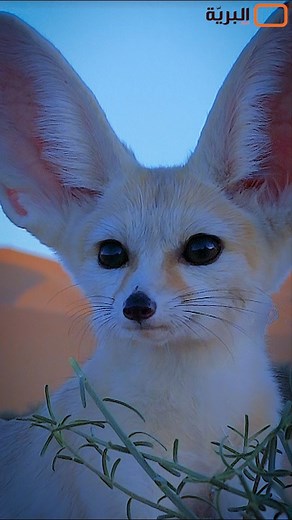 Wild Algeria on Reels