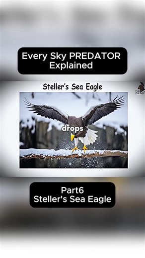 Every Sky PREDATOR Explained : Part6, #viral #tiktok #explained #trending #animal