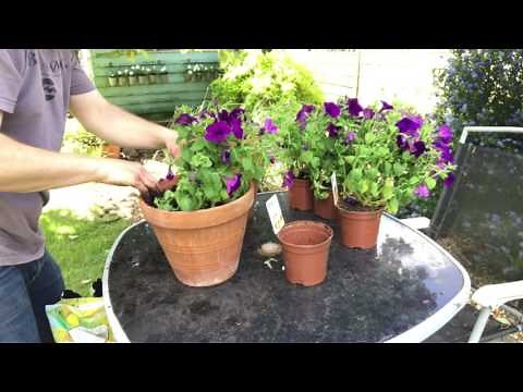 PLANTING UPRIGHT PETUNIAS IN POTS