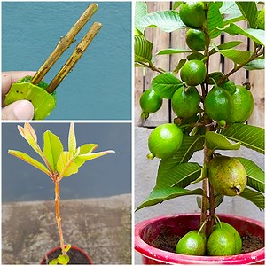 35K views · 516 reactions | How to grafting guava tree from guava branch with Aloe Vera as Rooting Hormone | Dian Creative | Facebook