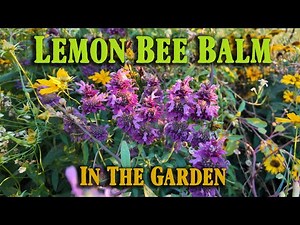 Lemon Bee Balm Season Finale 🌿 Monarda citriodora in Full Bloom