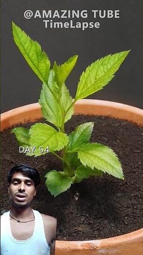 Growing Apple | Tree From Seed - 101 Days Time Lapse #amazingtimelapse #garden #apple