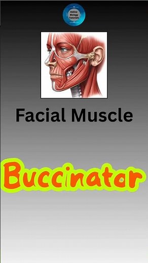 Buccinator I Pronounce Buccinator I Function of Buccinator I facial muscle