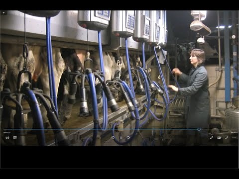 TRAITE DES VACHES