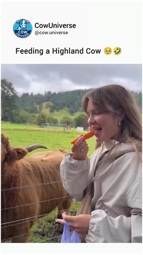 CowUniverse on Instagram: "🐮 “The Day Honey Stole the Show” During a countryside tour in Scotland, a cheerful guide led a group through a farm, keeping everyone laughing with his quick wit and charm.🌾 At the little farm shop, one of the visitors bought a bag of special treats to feed a cow named Honey. The guide, with a mischievous grin, joked that Honey could only be fed “mouth-to-mouth.” Everyone burst out laughing — until the visitor teased back, “Alright, but only if you go first!” 😆 With