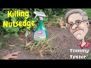 Killing Nutsedge | Testing | Ortho | Lawn Care | Weed Control