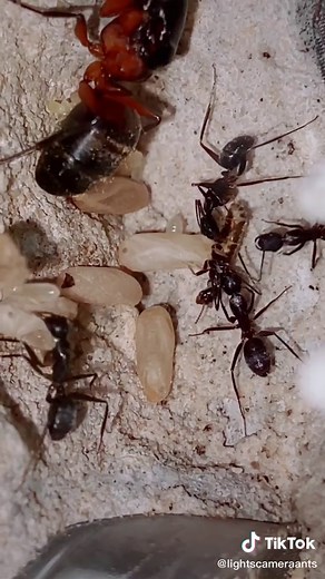 Lights Camera Ants on TikTok