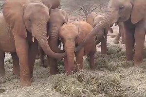 12K views · 3.2K reactions | There’s one thing all our orphans excel...