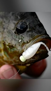 PITCH ‘em, SKIP ‘em, CORK ‘em, TROLL ‘em. Or just put ‘em under a bobber and hang on! #microfinesse #stingerz #microfinesseshroomz #elaztech #10xtough #zmanfishingproducts #panfishbaits #panfishing | Z-Man Fishing Products