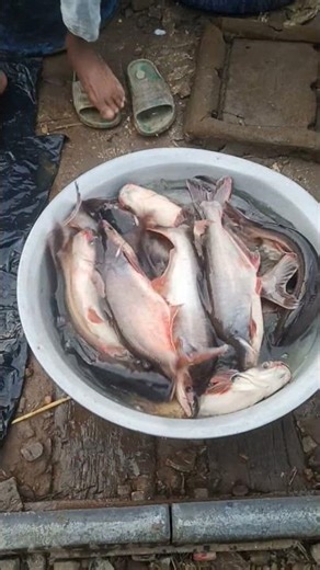 This is the most popular fish in the world