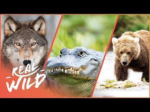 Up Close With Our Most Ferocious Predators | Animal Society | Real Wild