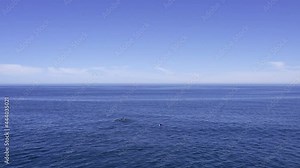 Big orca swimming in dark Pacific waters. Giant mammal on surface of oceanic water with beautiful mountains on background. Orca whale in it's natural habitat. Gigantic orca showing on ocean surface.