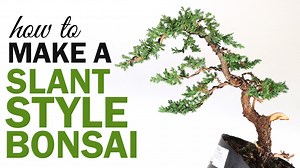 How to Make a Slant Style Bonsai - Eastern Leaf Knowledge Base