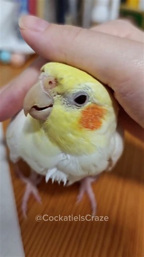 Adorably Sweet Cockatiel Lyle Chirping & Singing Training Guide
