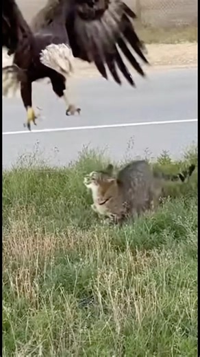 “Eagle vs Cat: Fight Caught on Camera”