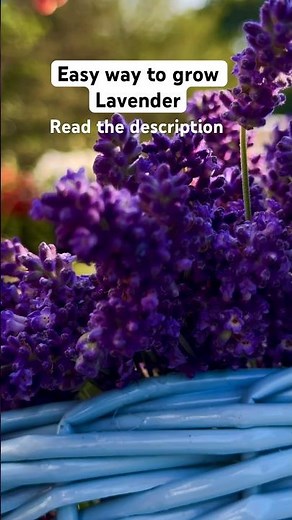 Growing Lavender is EASY if you just follow these steps! #backyardgardenhighlights , #lavender