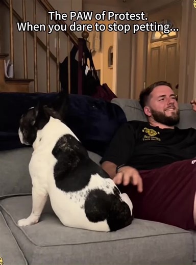 Dogs like to be touched #dog #funnydog #dogs #funnyvideos #fyp | Dog Videos