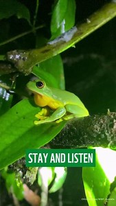 5.2K views · 485 reactions | Hop right in!   Check out this ribbeting video of an orange-thighed tree frog vocalising with the sounds of the forest! Who knew they could make so many different noises?! #FrogSounds  | WWF-Australia | Facebook