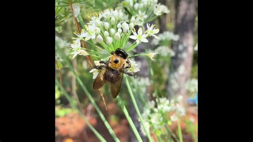 Holy Basil | Tulsi (ocimum Tenuiflorum) - LIVE Potted Plant - Etsy