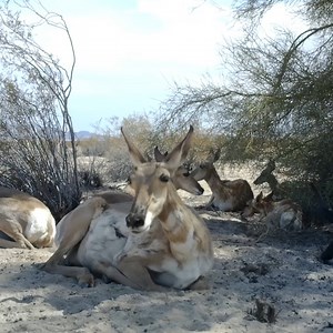 39K views · 1.2K reactions | Desert-dwelling animals are thirsty for survival! These high temps aren't going anywhere soon, and Arizona Game & Fish Department needs your help to keep their more than 3,000 wildlife waters full! Visit Sendwater.org OR text SENDWATER to 41444 to help animals stay cool and hydrated! #abc15sponsor | ABC15 Arizona | Facebook