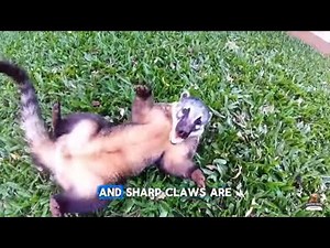 Coatimundis Facts: The Wild Side of This Adorable Pet