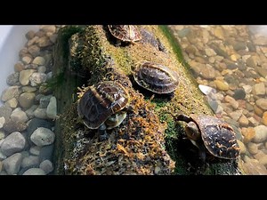 CHINESE BOX TURTLES (Cuora flavomarginata) *unboxing* On loan from the TSA
