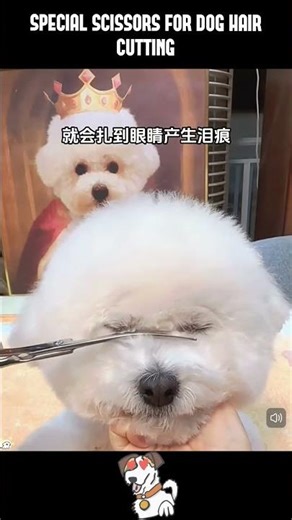 Special Scissors for Dog Hair Cutting