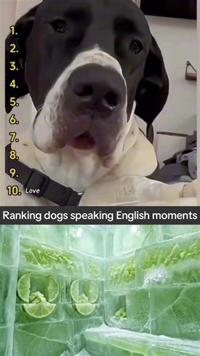 Ranking dogs speaking English moments #fy #top5 #clips #english #dogs