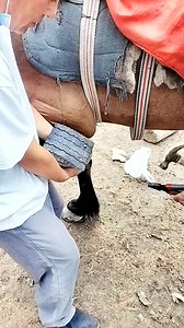 #horse #nails | May016