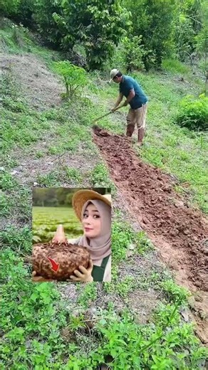 #petaniporang #budidayaporang #petani