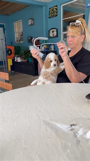 Poodle, Standard puppy for sale