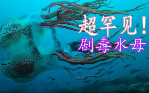 超罕见剧毒水母首次现身！豹斑猎手水母（或称豹斑箱水母）【兰熊的科普时间】