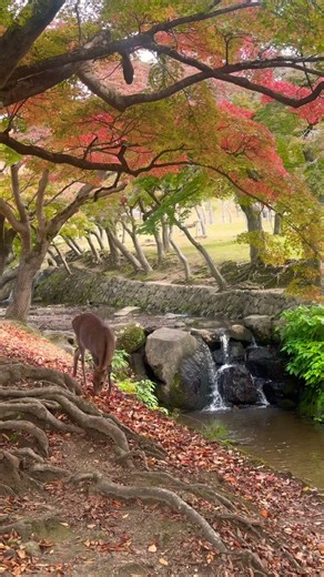 秋を感じる奈良公園🦌🍂