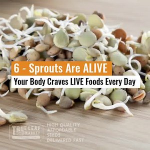 2.6K reactions · 598 shares | Sprout Grower HQ - Home & Pro Growers ✔ Seeds, Sprouters & Starter Kits ✔ Huge Selection - FREE Shipping ✔ Small Quantity to Bulk Wholesale ✔ Delicious - Healthy - Fun - Easy ✔ Sprouts for Pennies Per Day | True Leaf Market | Facebook