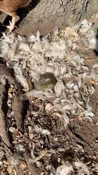 Total Destruction | Chicken Massacre #thechickentender #homestead #chicken #security