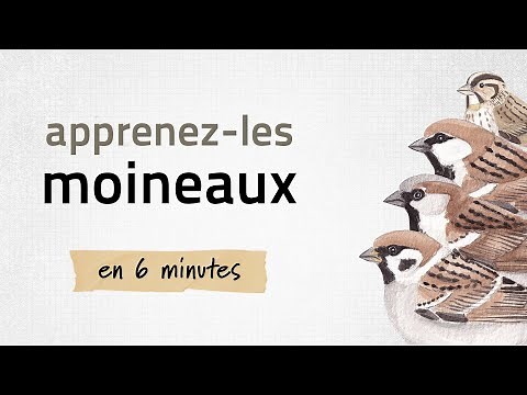 Identifiez les moineaux | Apprenez-les tous #14