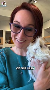30K views · 2.4K reactions | Guinea pig of the day and why Albino, in the guinea pig world, isn't a thing! :) | Masons' Cavies | Facebook