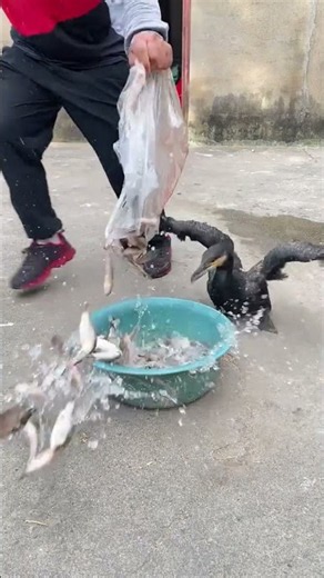 One bag live fish eating just in few second.#fishingtrip