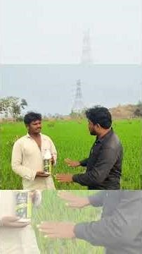 ఈ సీజన్‌లో హాట్ టాపిక్ – Boomauxin | రైతు రియల్ ఎక్స్‌పీరియన్స్ 🎥🌾 Gangotri Boom Auxin #boomauxin