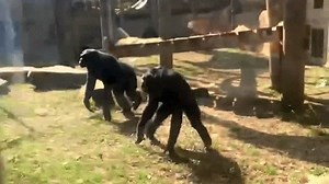 Shocking moment bonobo smashes glass barrier at Memphis Zoo