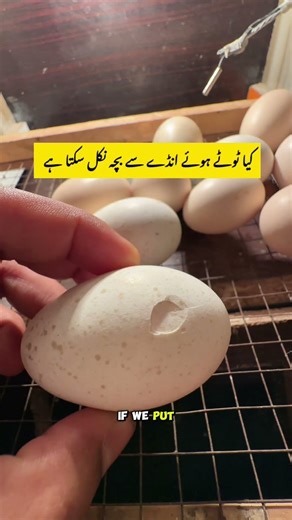 Can a chick hatch from a broken egg? #chicks #hatching #minizoo #foryou #shorts