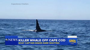 Over half of killer whale populations in the world are threatened by toxic man-made chemicals: Study