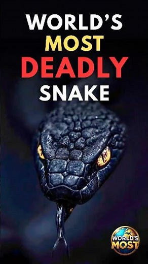 World’s Most Deadly Snake! | Kills More People Than Any Other 🐍