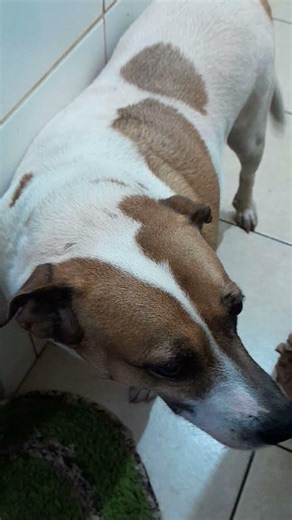 DE ONDE ELA VEM#animals #cachorrosdivertidos #pets #cute