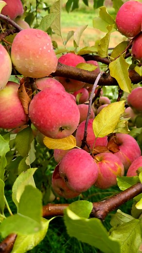 Nature Organic USA on Instagram: "Honeycrisp apples are one of the most loved apple varieties 🍎✨—known for their perfect balance of sweetness and tartness, extra juiciness, and a refreshing crisp bite that makes them irresistible. A true autumn favorite! 🍂🍏 #apple #fruilovers❤️ #summerfruit #nature #naturephotography #fruitlover"