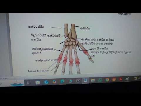 Ball and socket joints ## solder and hip joints human skeletal system for easy #anatomy