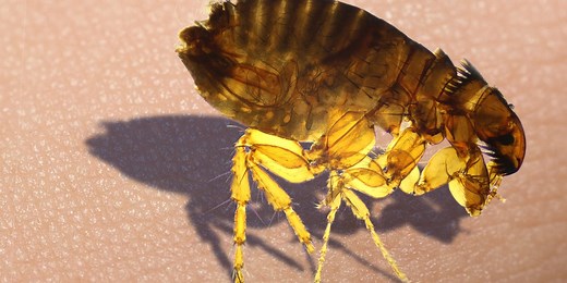 Why fleas are so hard to kill